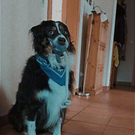 palmy1