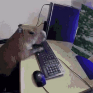 Olaf Capybara I xxx